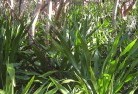 Badgerys Creekorganic-gardening-18.jpg; ?>